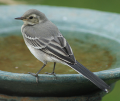 Young Wagtail